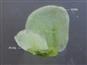  Sepal and Petal